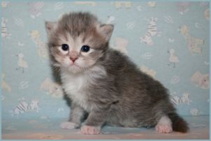 Male Siberian Kitten from Deedlebug Siberians